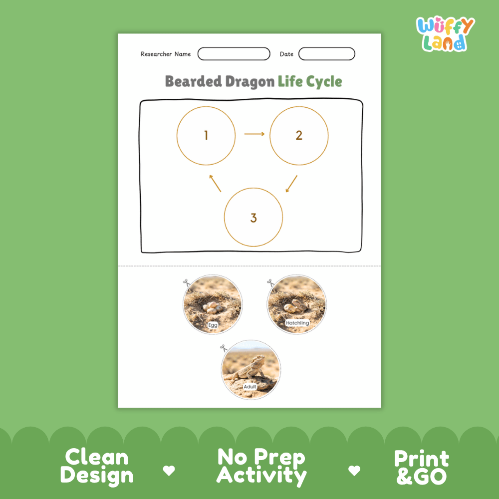Desert Tortoise Life Cycle Poster and Cut and Paste Activity Worksheets