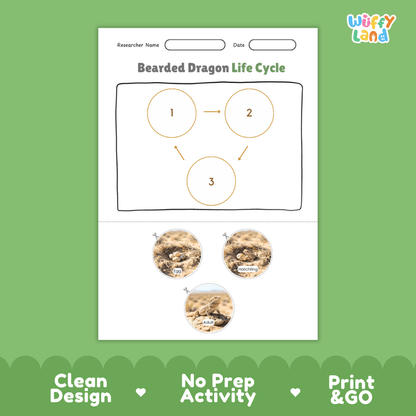 Desert Tortoise Life Cycle Poster and Cut and Paste Activity Worksheets