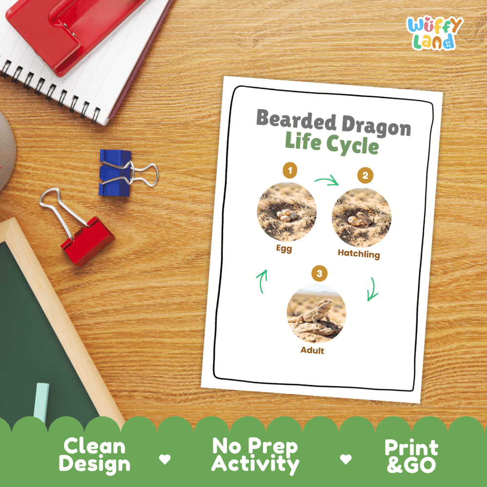 Desert Tortoise Life Cycle Poster and Cut and Paste Activity Worksheets