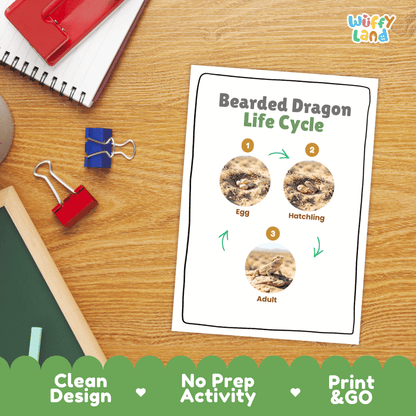 Desert Tortoise Life Cycle Poster and Cut and Paste Activity Worksheets