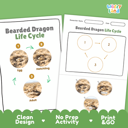 Desert Tortoise Life Cycle Poster and Cut and Paste Activity Worksheets