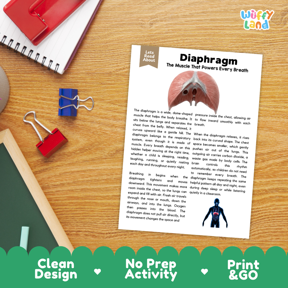 Student reading comprehension worksheet with short-answer questions and lined sections about the human diaphragm