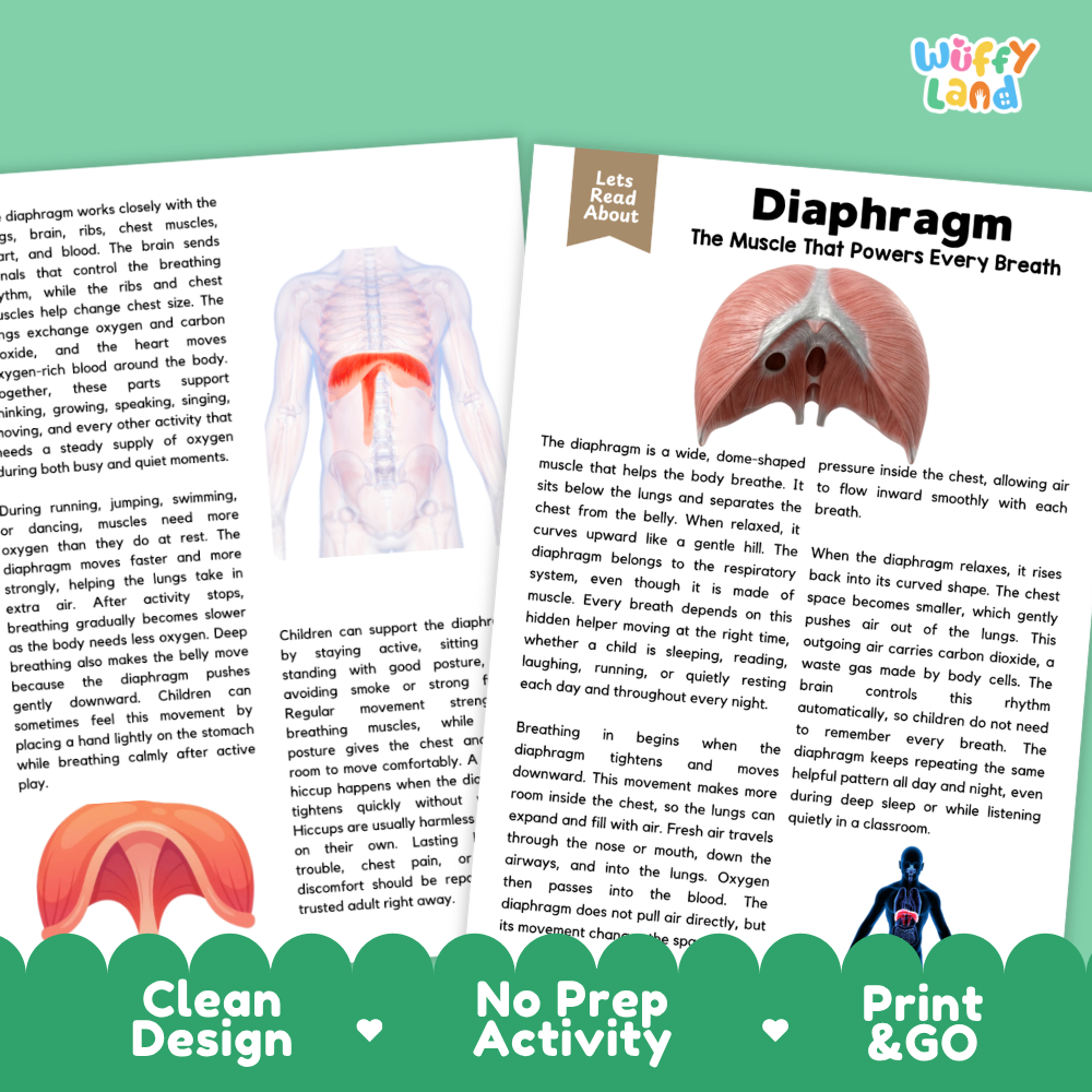 Teacher answer key page showing complete question solutions for Diaphragm human body reading comprehension practice