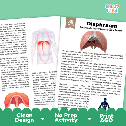 Teacher answer key page showing complete question solutions for Diaphragm human body reading comprehension practice