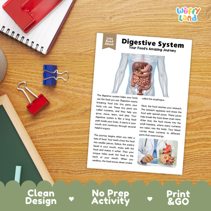 Student reading comprehension worksheet with short-answer questions and lined sections about the human digestive system