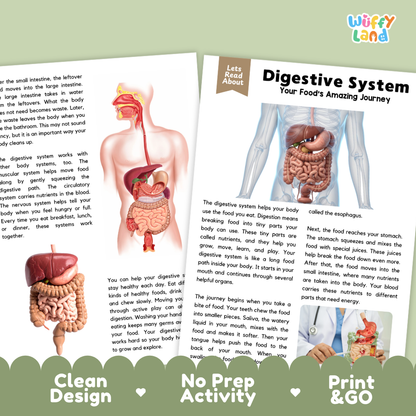 Teacher answer key page showing complete question solutions for Digestive System human body reading comprehension practice