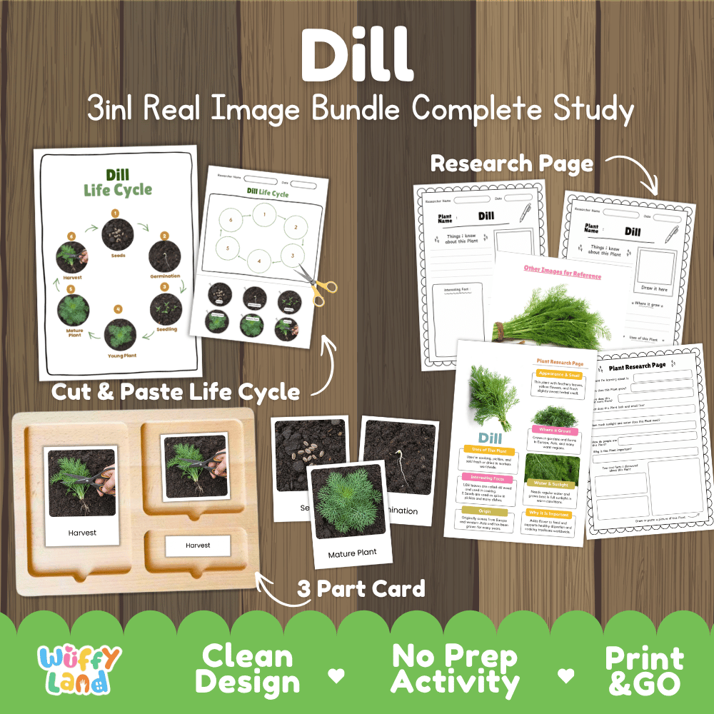 Dill plant 3in1 real image bundle complete study printable featuring life cycle cut and paste worksheets, Montessori 3-part cards, and research pages