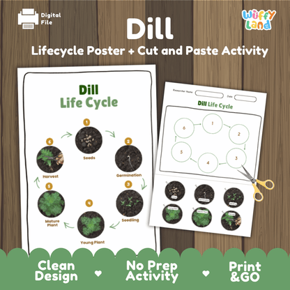 Dill Lifecycle Poster and Cut and Paste Activity Worksheets | Plant Science Printables