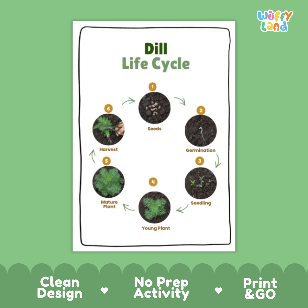 Dill Lifecycle Poster and Cut and Paste Activity Worksheets | Plant Science Printables