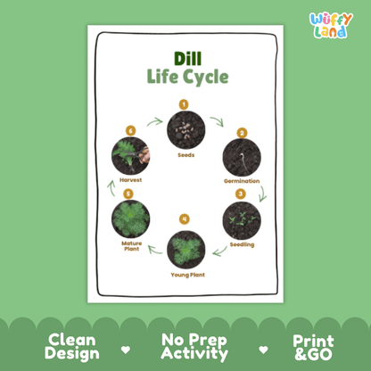 Dill Lifecycle Poster and Cut and Paste Activity Worksheets | Plant Science Printables