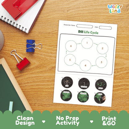 Dill Lifecycle Poster and Cut and Paste Activity Worksheets | Plant Science Printables