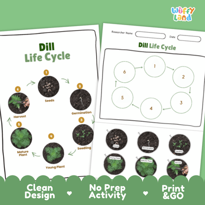 Dill Lifecycle Poster and Cut and Paste Activity Worksheets | Plant Science Printables