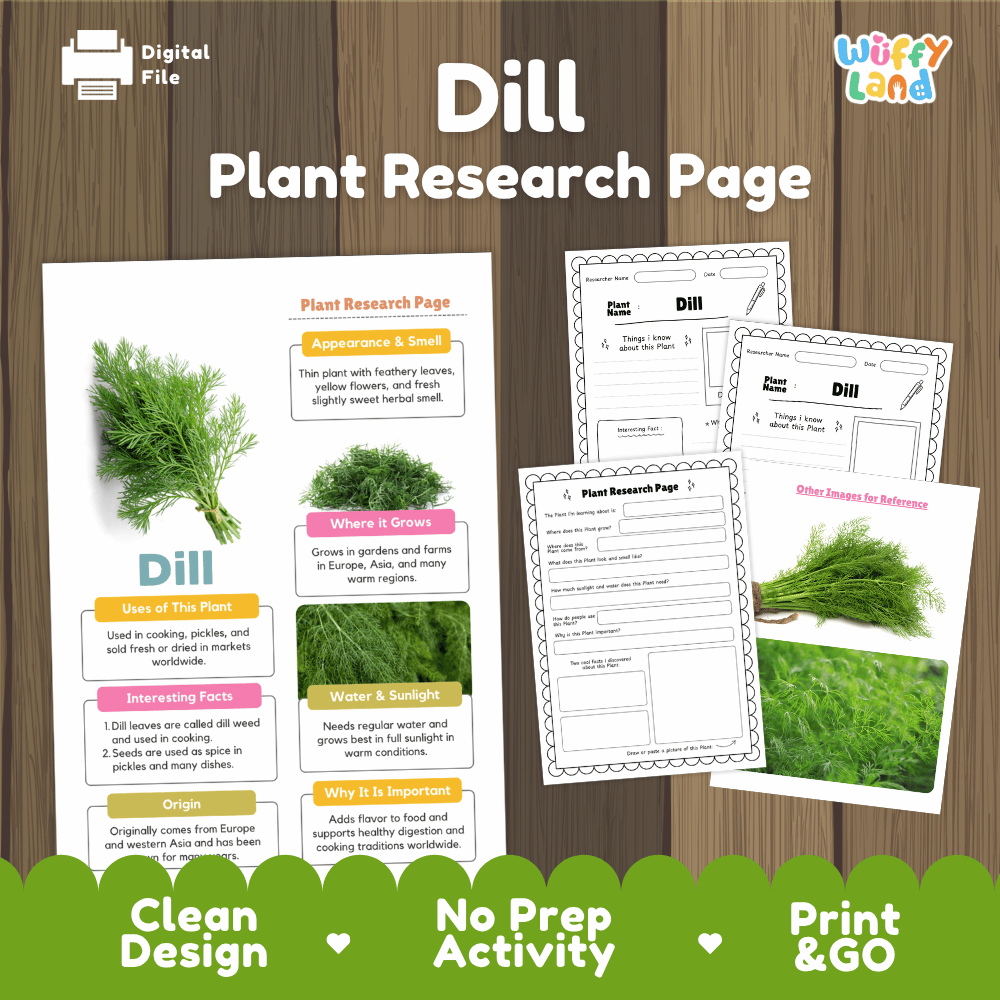 Dill Plant Research Page Worksheets and Fact Sheet