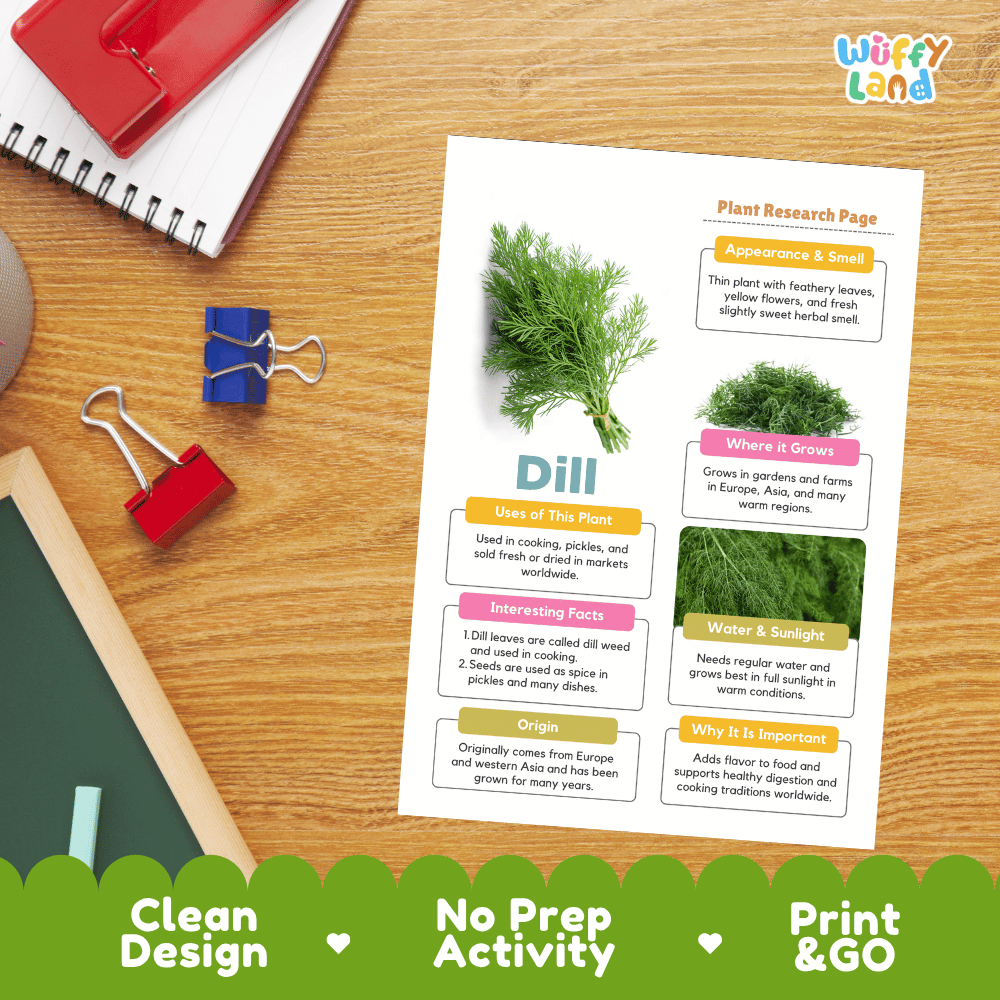 Dill Plant Research Page Worksheets and Fact Sheet