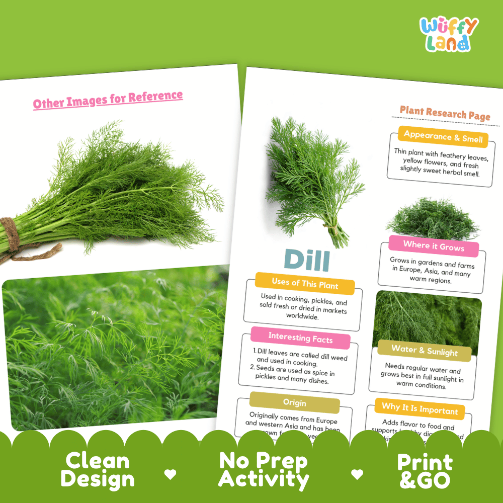 Dill Plant Research Page Worksheets and Fact Sheet