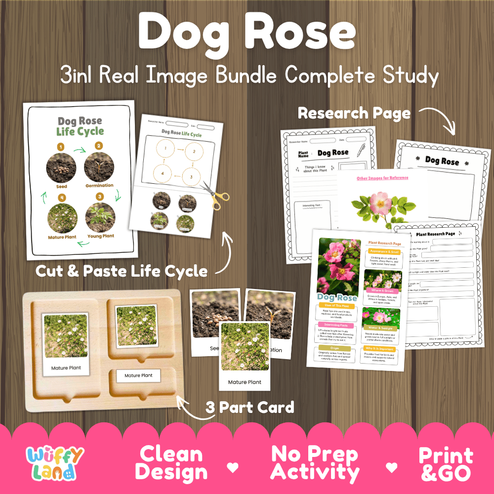Dog rose plant 3in1 real image bundle complete study printable featuring life cycle cut and paste worksheets, Montessori 3-part cards, and research pages