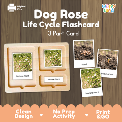 Dog Rose Life Cycle Flashcards | 3 Part Cards Montessori Science Activity