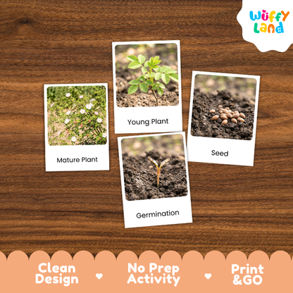 Dog Rose Life Cycle Flashcards | 3 Part Cards Montessori Science Activity