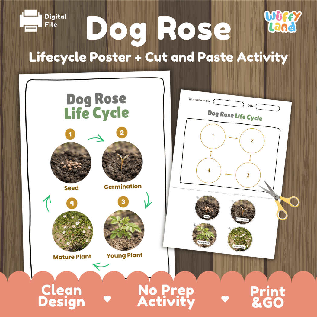 Dog Rose Life Cycle Poster and Cut and Paste Activity Worksheet