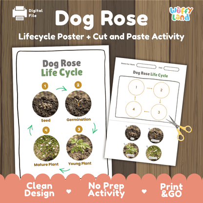 Dog Rose Life Cycle Poster and Cut and Paste Activity Worksheet
