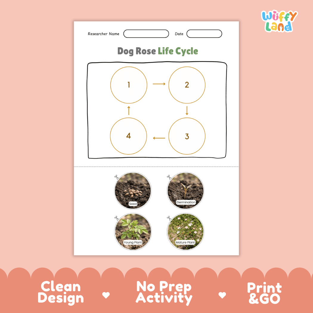 Dog Rose Life Cycle Poster and Cut and Paste Activity Worksheet