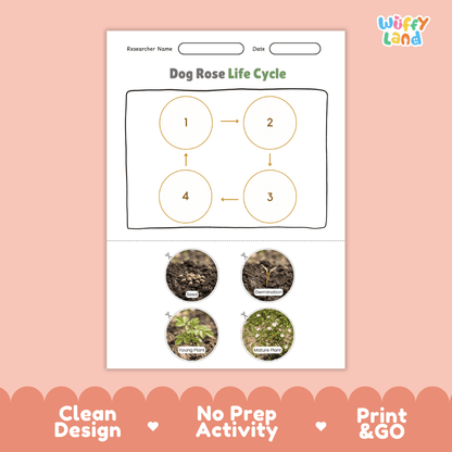 Dog Rose Life Cycle Poster and Cut and Paste Activity Worksheet