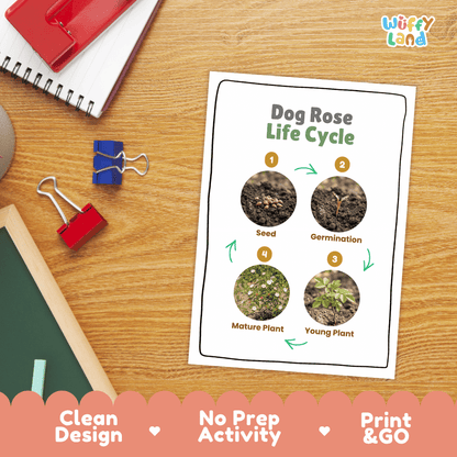 Dog Rose Life Cycle Poster and Cut and Paste Activity Worksheet