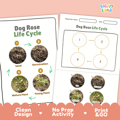 Dog Rose Life Cycle Poster and Cut and Paste Activity Worksheet