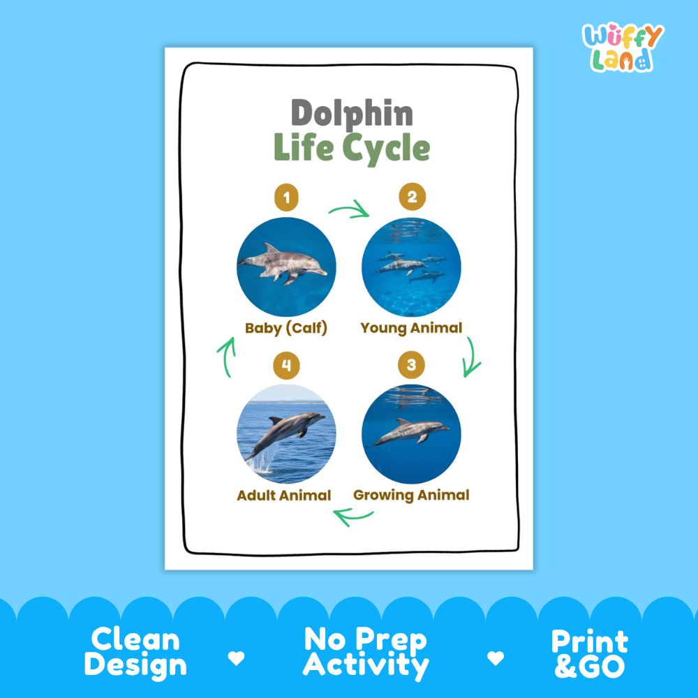 Dolphin Lifecycle Poster and Cut and Paste Activity Worksheets | Animal Science Printables