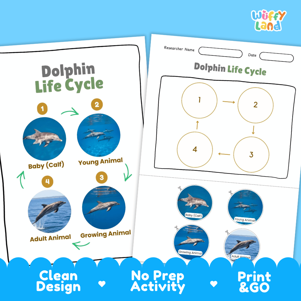 Dolphin Lifecycle Poster and Cut and Paste Activity Worksheets | Animal Science Printables