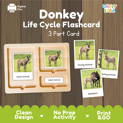 Donkey Life Cycle Flashcard set by Wiffy Land, featuring a wooden 3-part card tray and three sample animal cards showing young, adult, and newborn donkey photos on a wood-grain background.