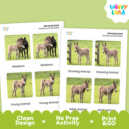 Two printed donkey life cycle cards shown on a light green background with a white cloud logo reading Wiffy Land. The cards show labeled photos of donkeys at newborn, growing, young, and adult stages, with marketing text along the bottom: Clean Design, No Prep Activity, Print & Go.