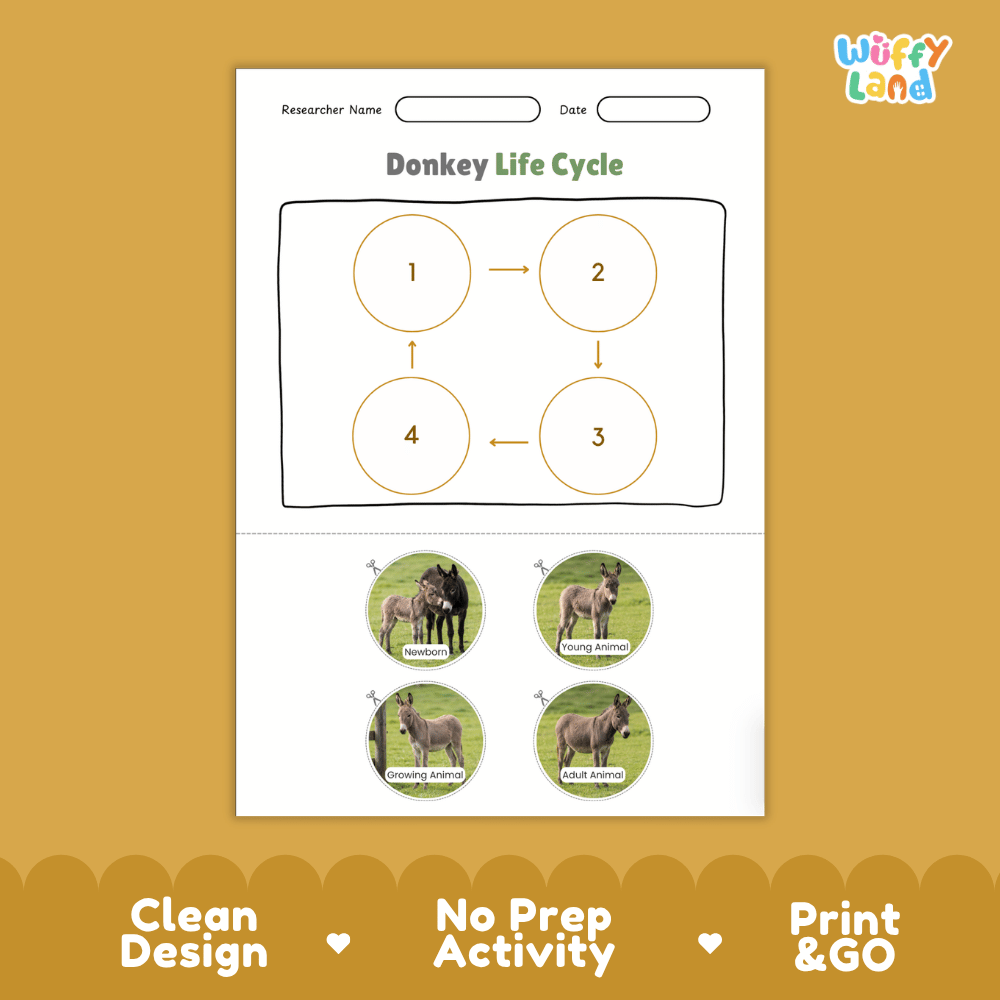 Donkey Life Cycle Poster and Cut and Paste Activity Worksheets