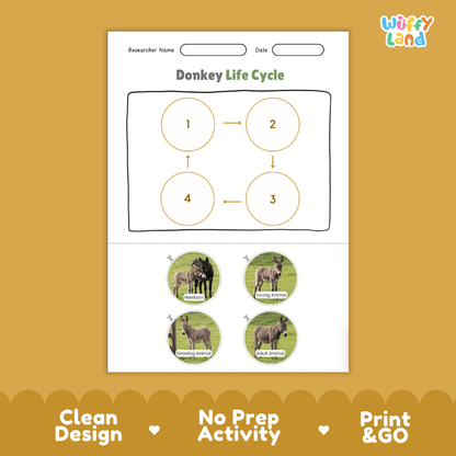 Donkey Life Cycle Poster and Cut and Paste Activity Worksheets