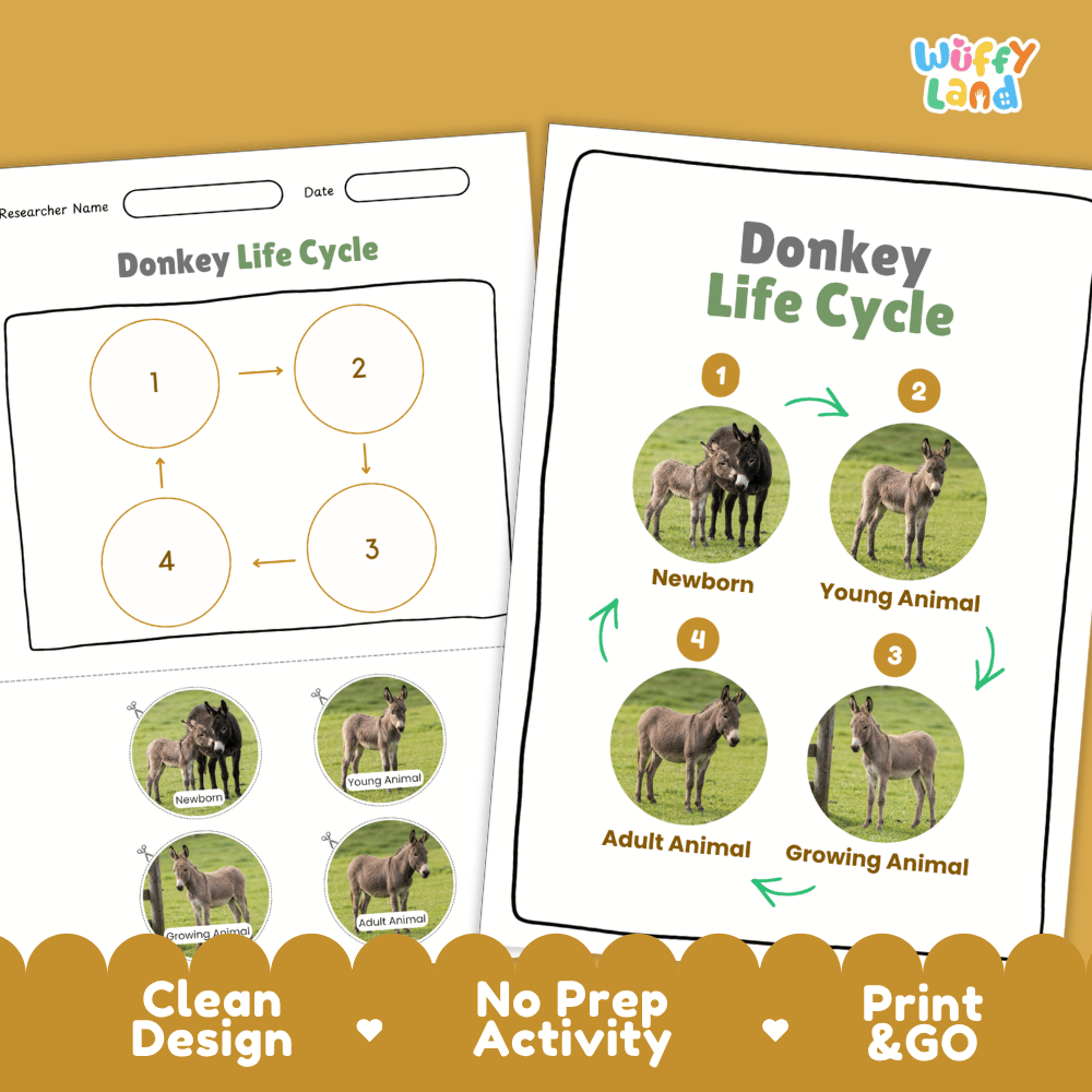 Donkey Life Cycle Poster and Cut and Paste Activity Worksheets