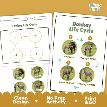 Donkey Life Cycle Poster and Cut and Paste Activity Worksheets