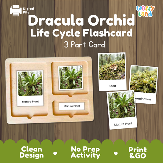 Montessori three part cards featuring real photographic images of dracula orchid growth stages and blooming mature plant with monkey face flower displayed on a wooden tray