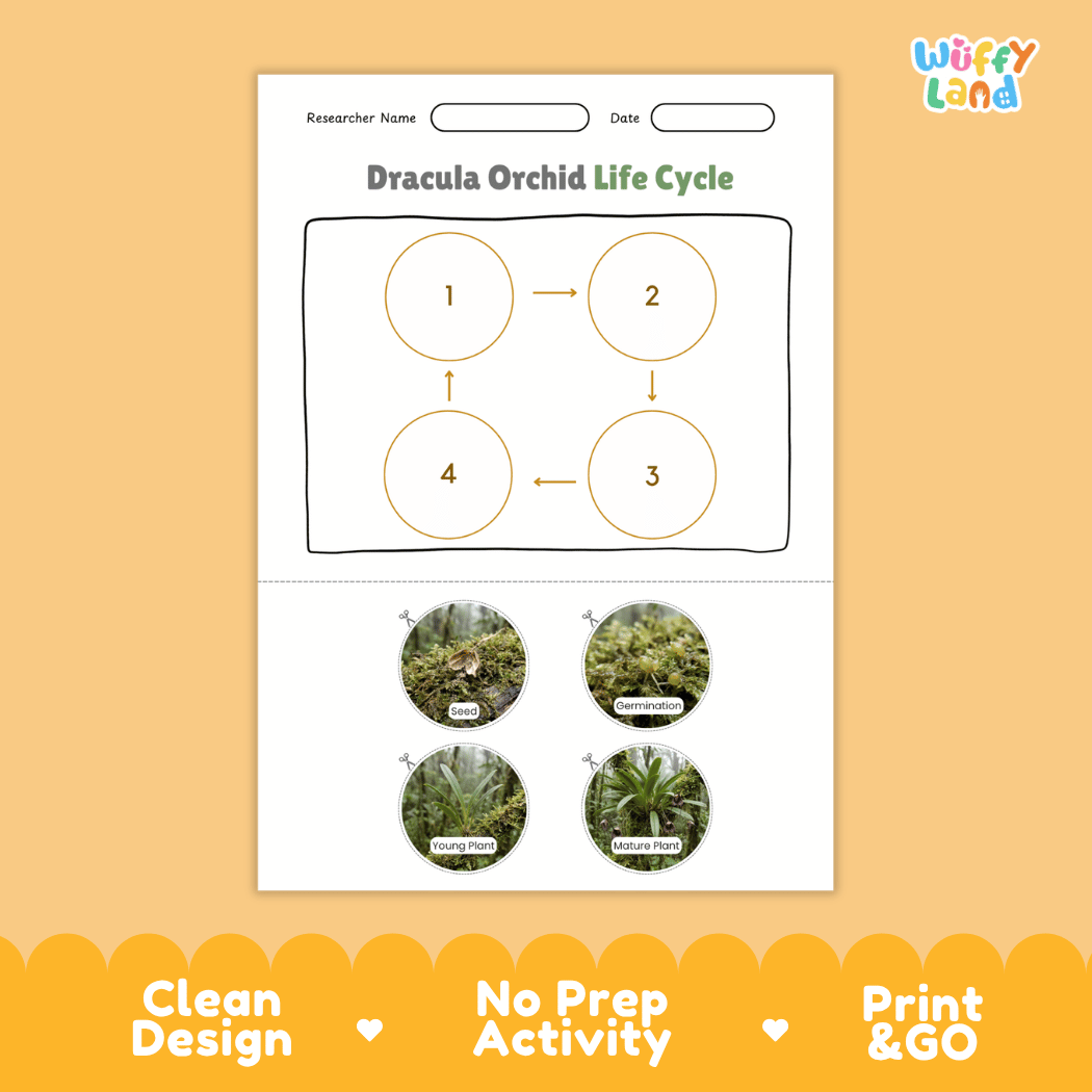 Dracula Orchid Life Cycle Poster and Cut and Paste Activity Worksheet