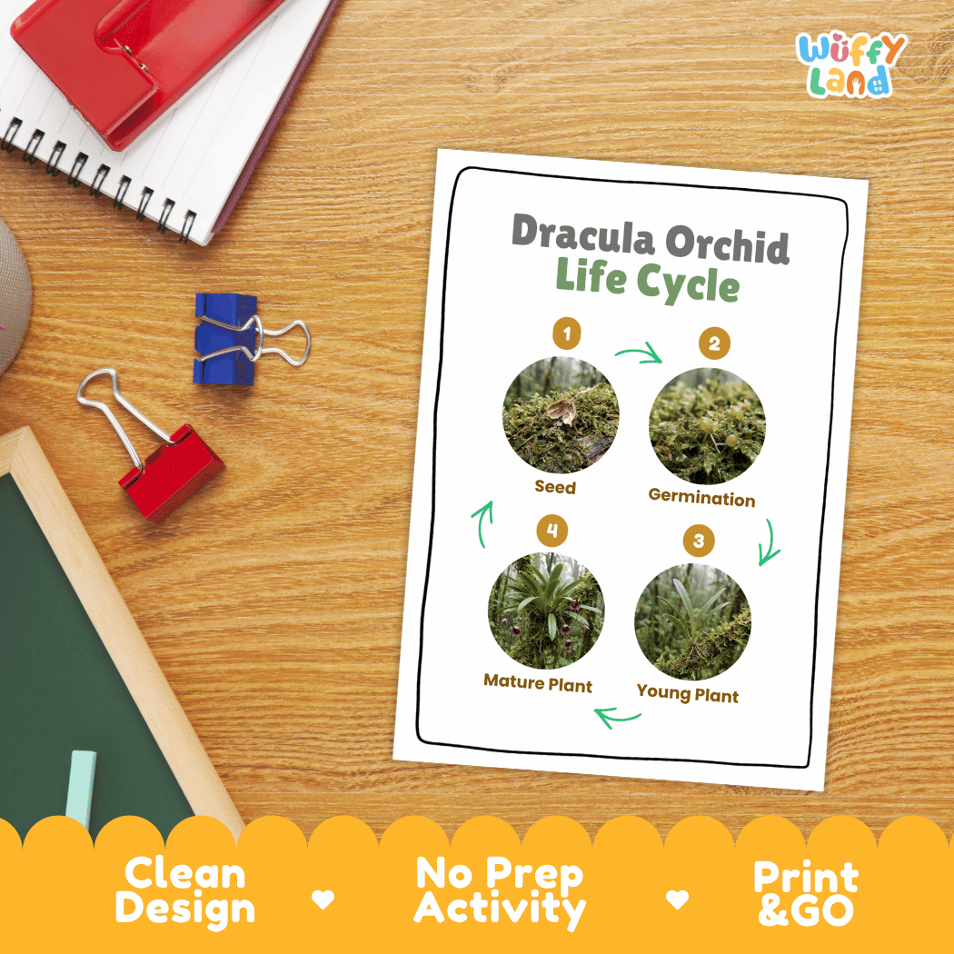 Dracula Orchid Life Cycle Poster and Cut and Paste Activity Worksheet