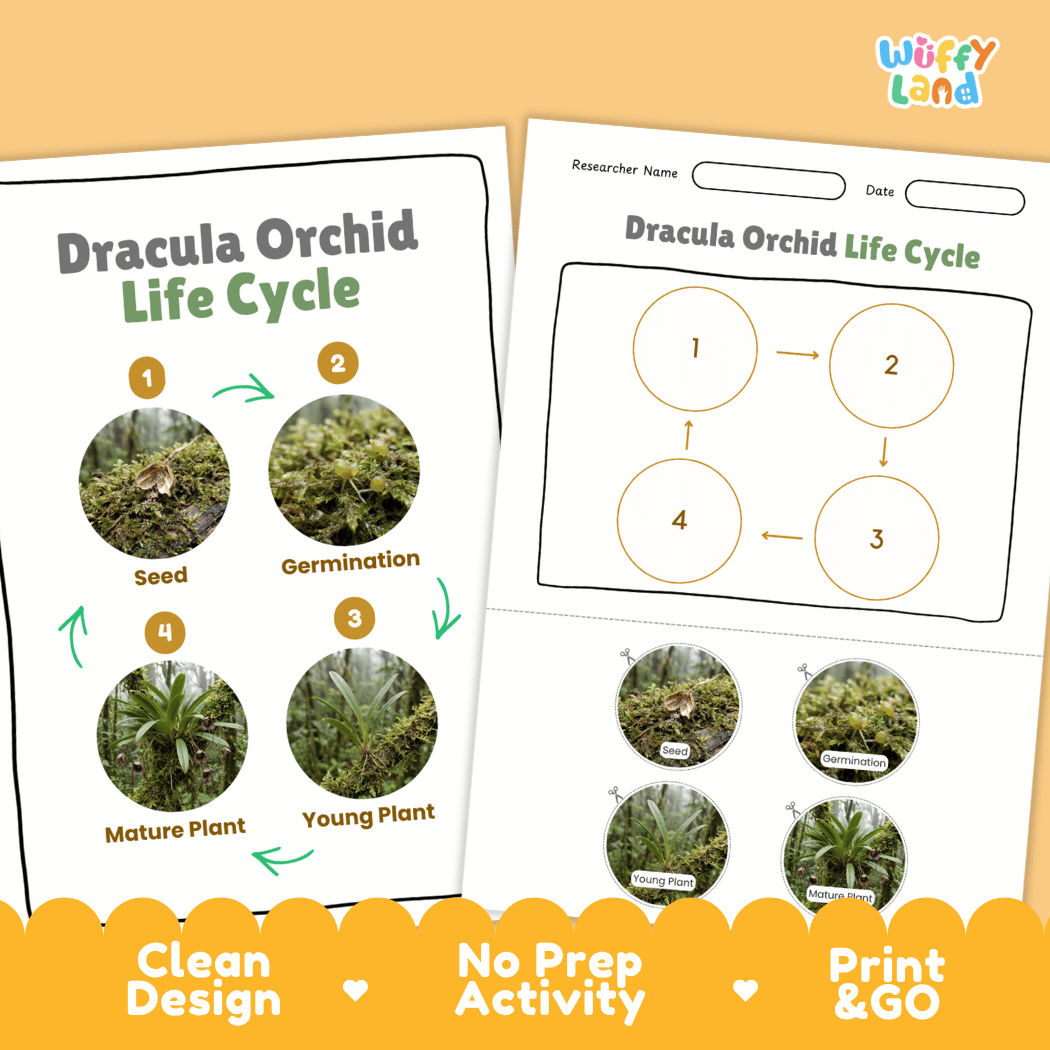 Dracula Orchid Life Cycle Poster and Cut and Paste Activity Worksheet