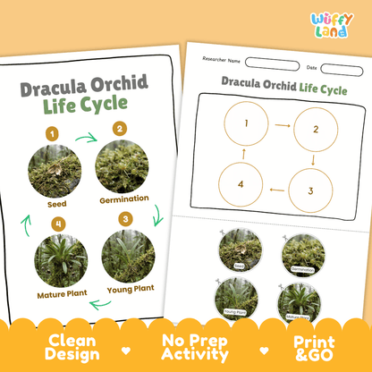 Dracula Orchid Life Cycle Poster and Cut and Paste Activity Worksheet
