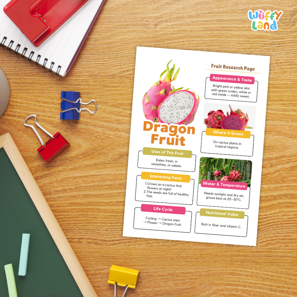 A printed educational poster titled 'Dragon Fruit' with colorful text boxes, fruit illustrations, and a 'Wiffly Land' logo in the top right, photographed on a wooden desk with notebooks, binder clips, chalk, and a green board around it.