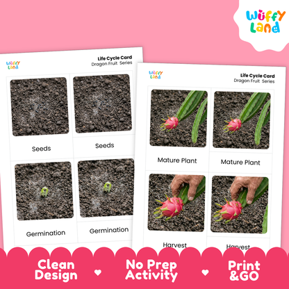 Two printed dragon fruit life cycle cards shown on a pink background. The left card shows seeds, germination, and a small sprout; the right card shows mature plant, harvest, and a hand holding a pink dragon fruit.
