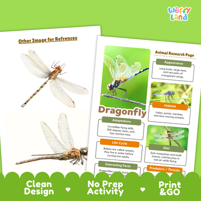 Two printed educational reference sheets about dragonflies on a bright green background. One sheet shows labeled reference images, and the other is an animal research page titled 'Dragonfly' with text boxes about appearance, habitat, adaptations, life cycle, diet, and predators.