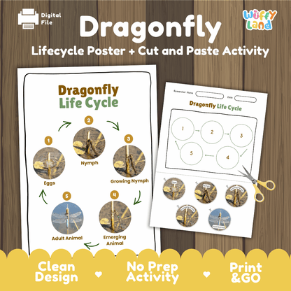 Dragonfly Life Cycle Poster and Cut and Paste Activity Worksheets