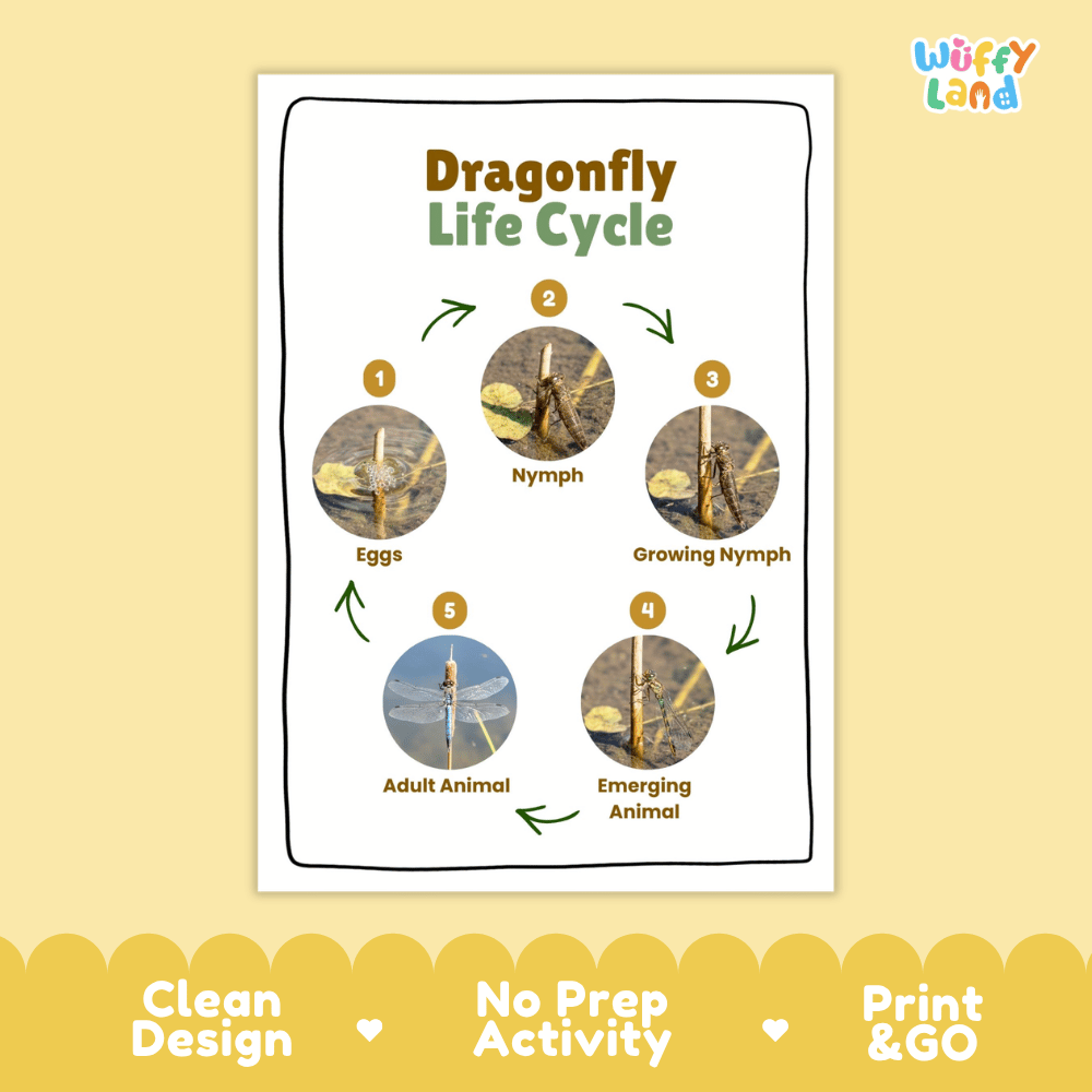 Dragonfly Life Cycle Poster and Cut and Paste Activity Worksheets