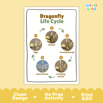 Dragonfly Life Cycle Poster and Cut and Paste Activity Worksheets