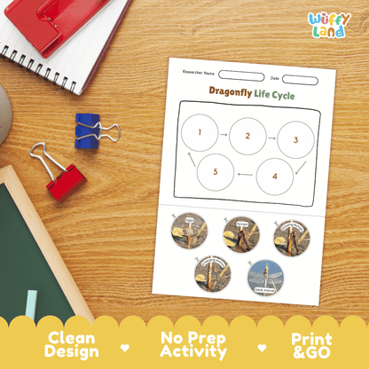 Dragonfly Life Cycle Poster and Cut and Paste Activity Worksheets