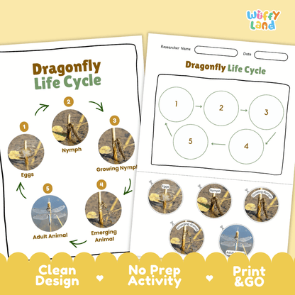 Dragonfly Life Cycle Poster and Cut and Paste Activity Worksheets
