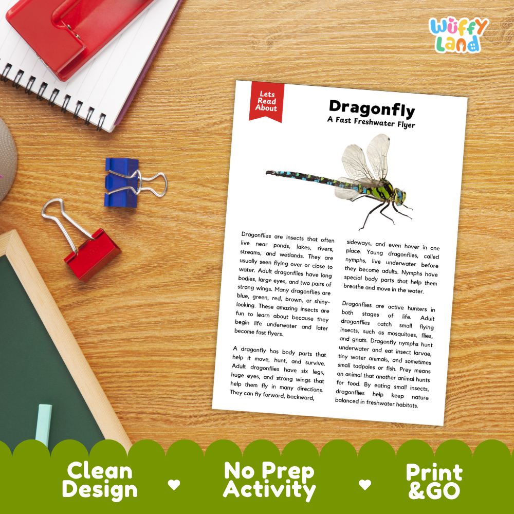 A printed dragonfly activity sheet titled 'Dragonfly: A Fast Freshwater Flyer' with an illustration and short text, shown on a wooden desk with a red spiral notebook, blue binder clips, and a colorful 'Wiffly Land' logo in the corner. A green banner at the bottom reads 'Clean Design', 'No Prep Activity', and 'Print & GO'.
